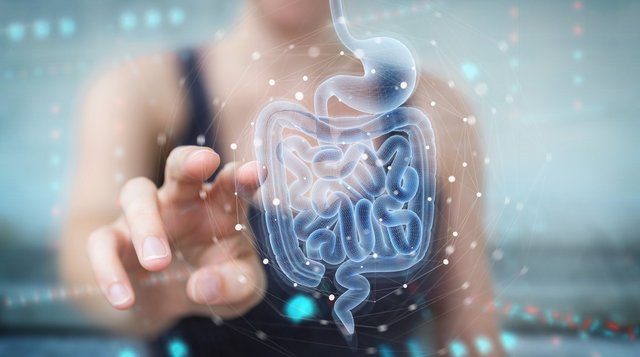 Der Verdauungstrakt beherbergt das Mikrobiom